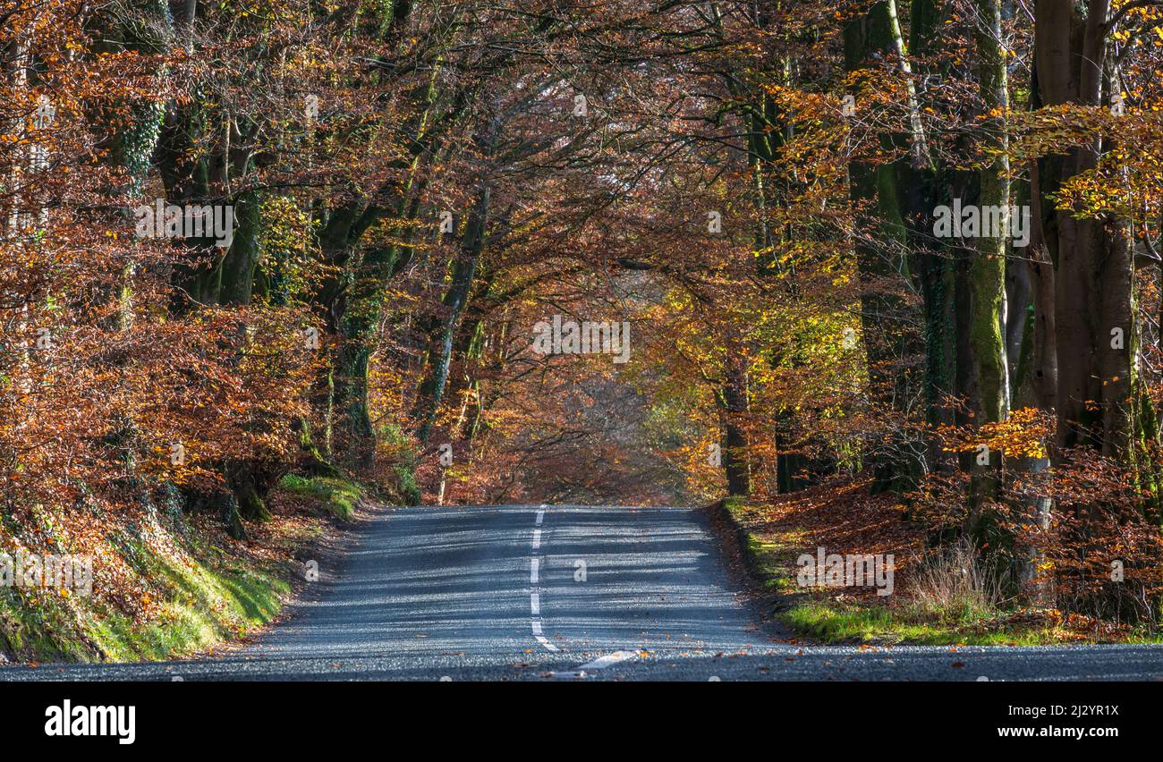 An autumnal beech tree avenue on the Blackdown Hills near Culmhead, Somerset, England, UK, part of the Blackdown Hills AONB Stock Photo