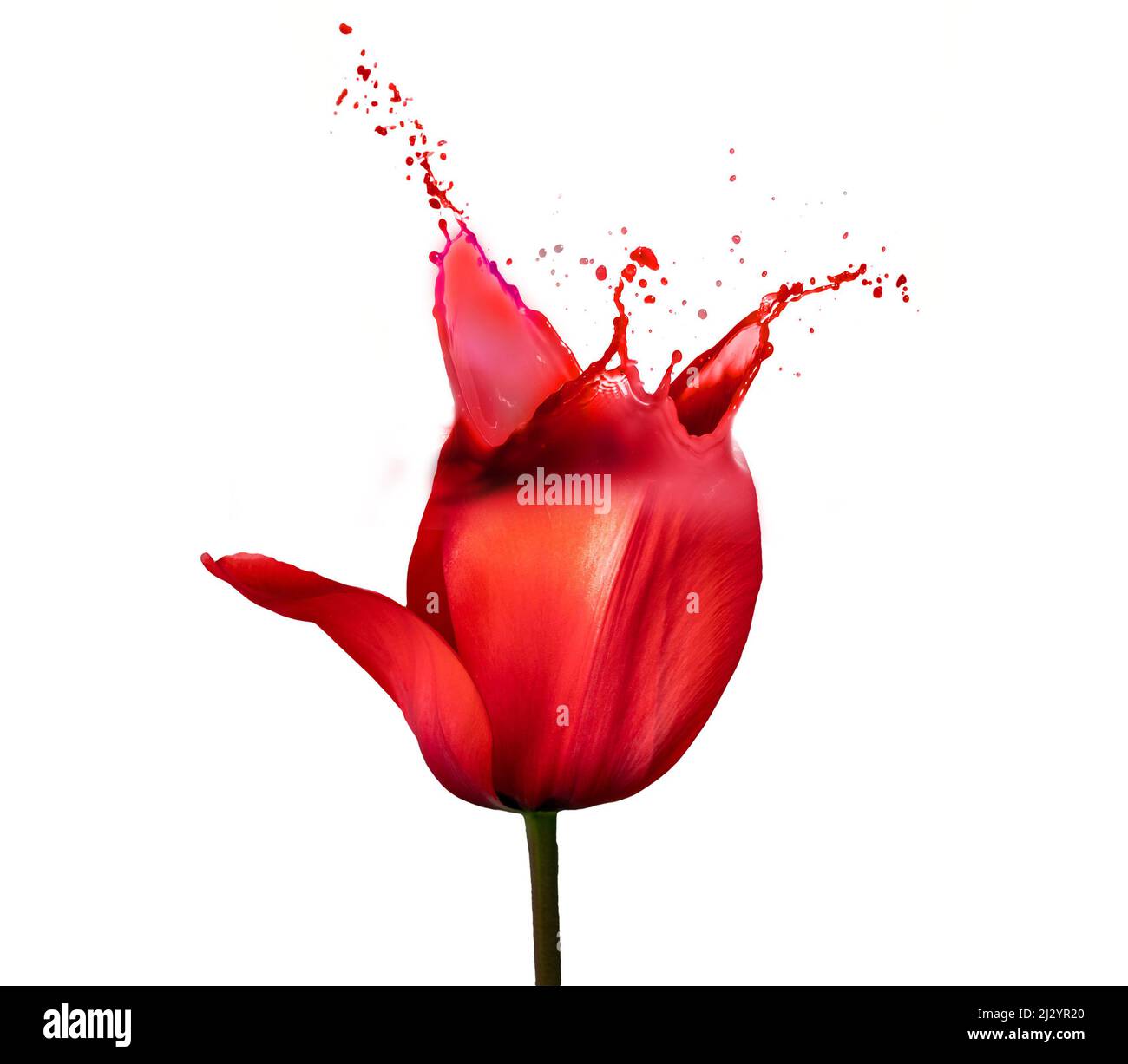 A red tulip with a splash Stock Photo