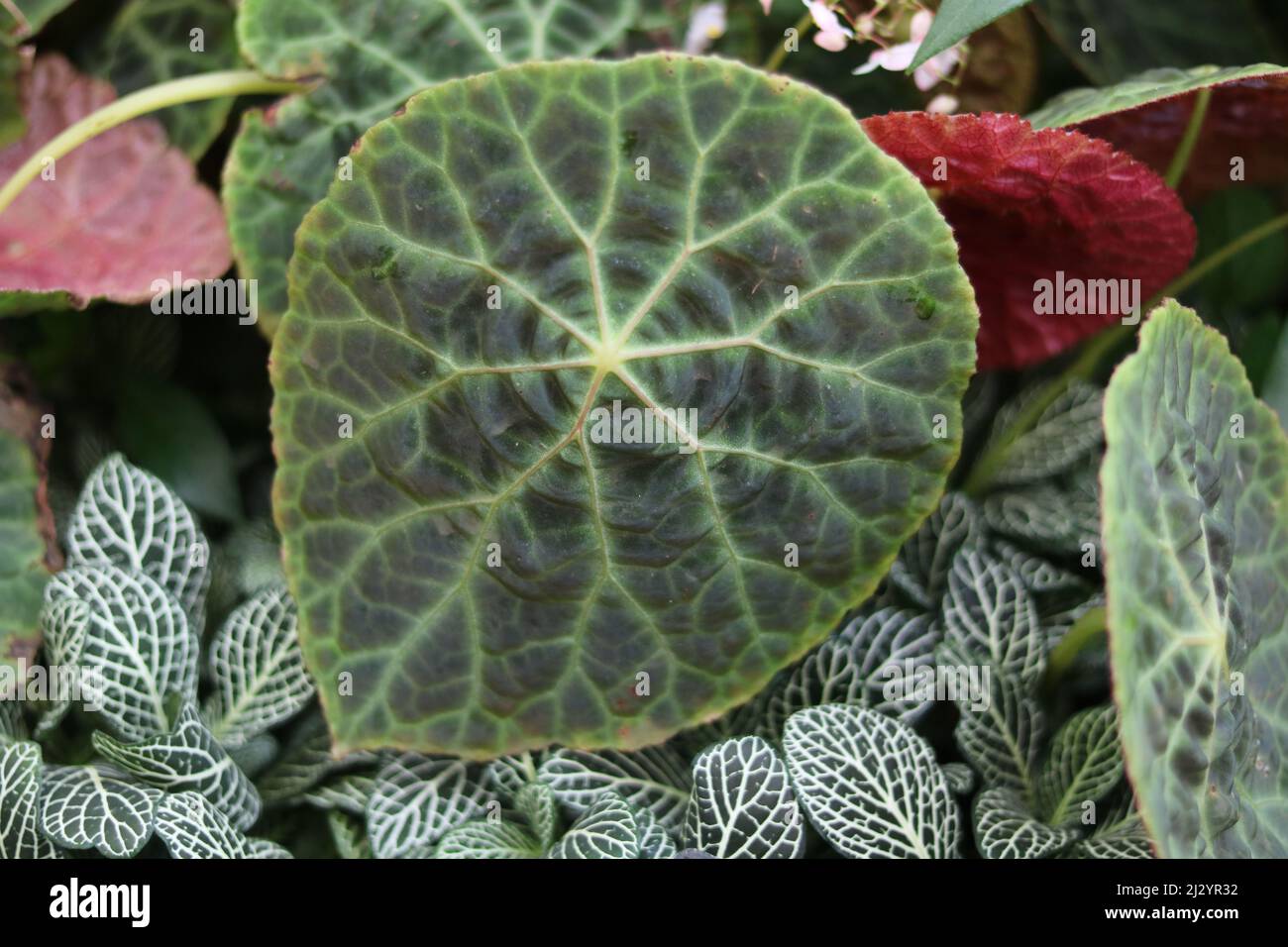 Beautiful tropical variegated green veined anthurium foliage with other plants Stock Photo