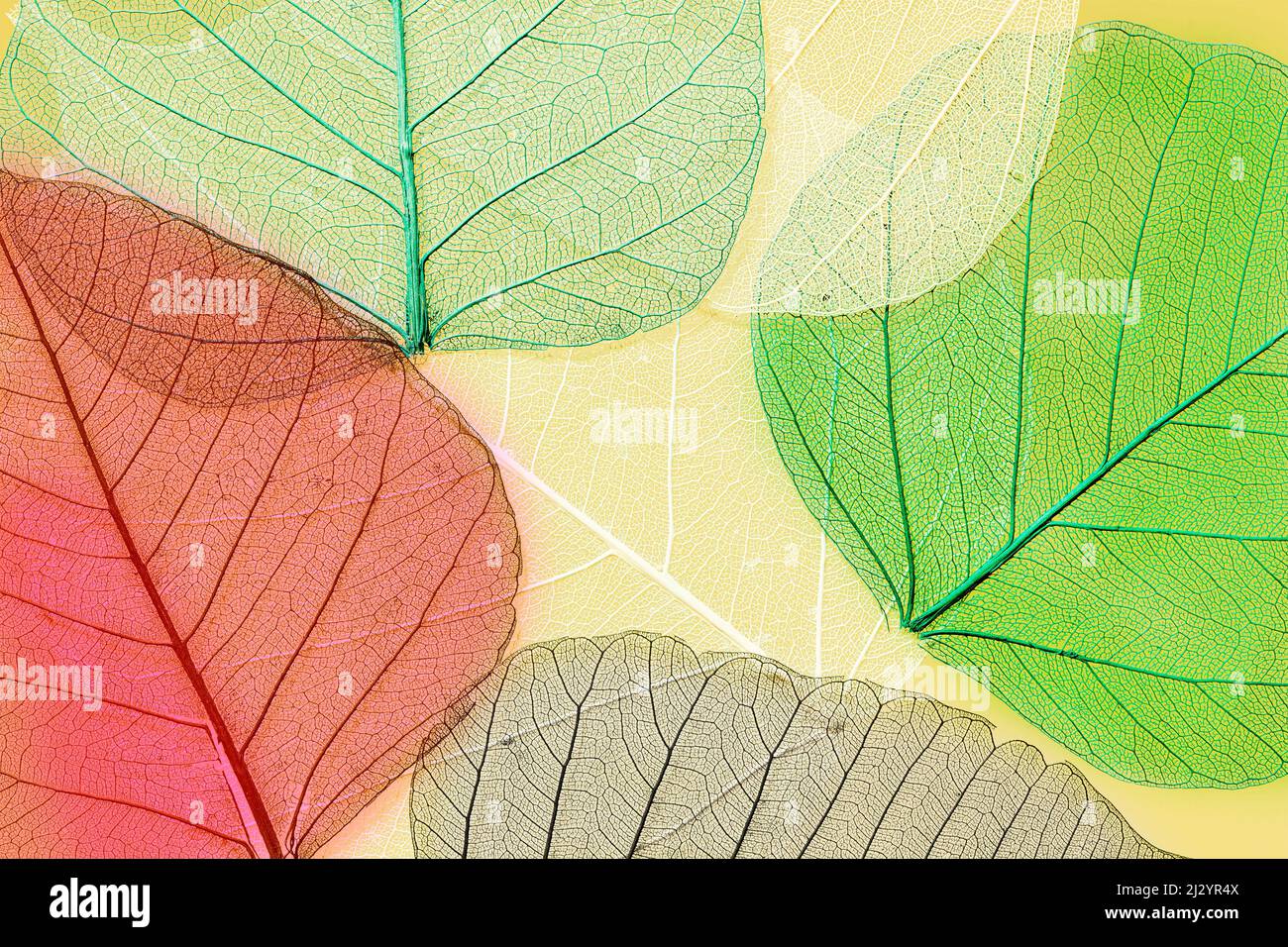 Peepal Leaves Stock Photo
