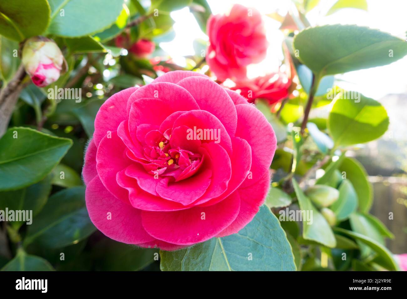 Camellia japonica or Common Camellia plant with full blossom flower Stock Photo
