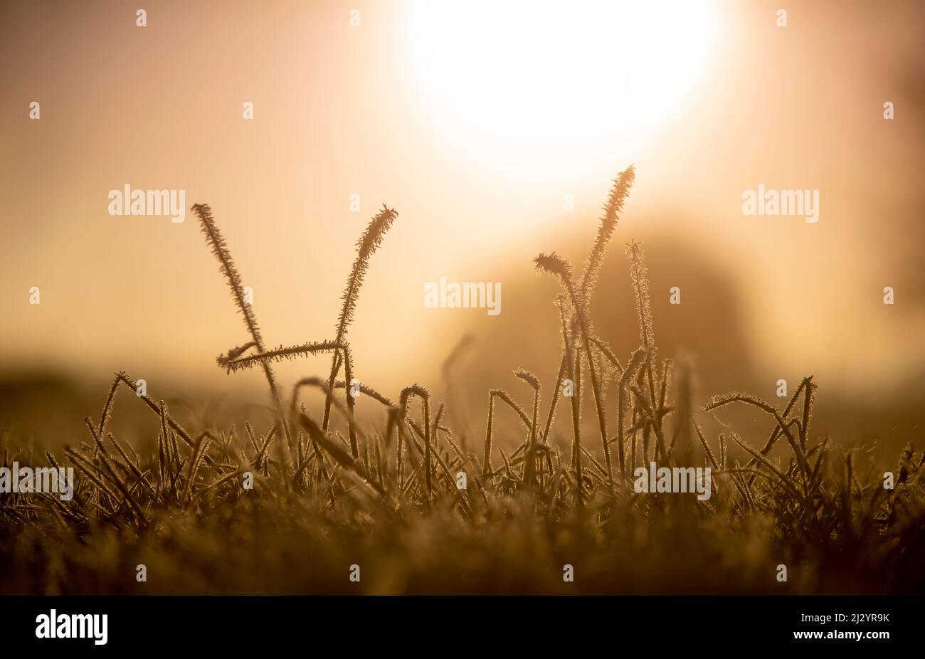 Frozen grass on field in sunlight, Etzel, East Friesland, Lower Saxony, Germany, Europe Stock Photo