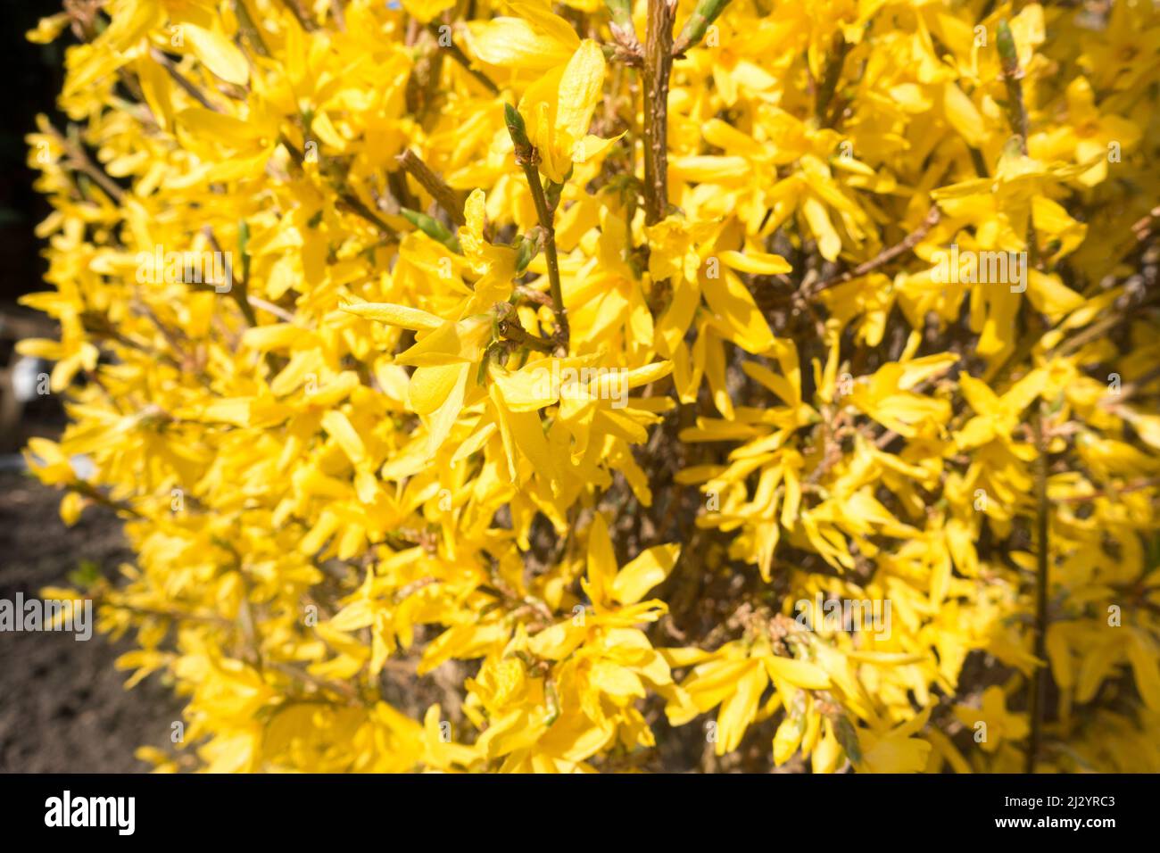 Forsythia × intermedia, or border forsythia an ornamental deciduous shrub Stock Photo