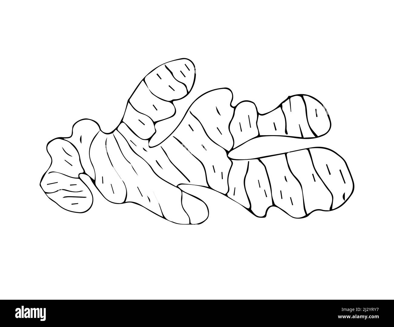 Vector hand drawn sketch ginger root isolated on white background Stock