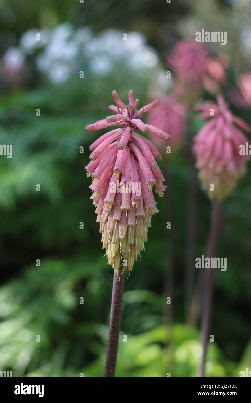 Vertical image of beautiful pink shaggy kniphofia flower in spring Stock Photo