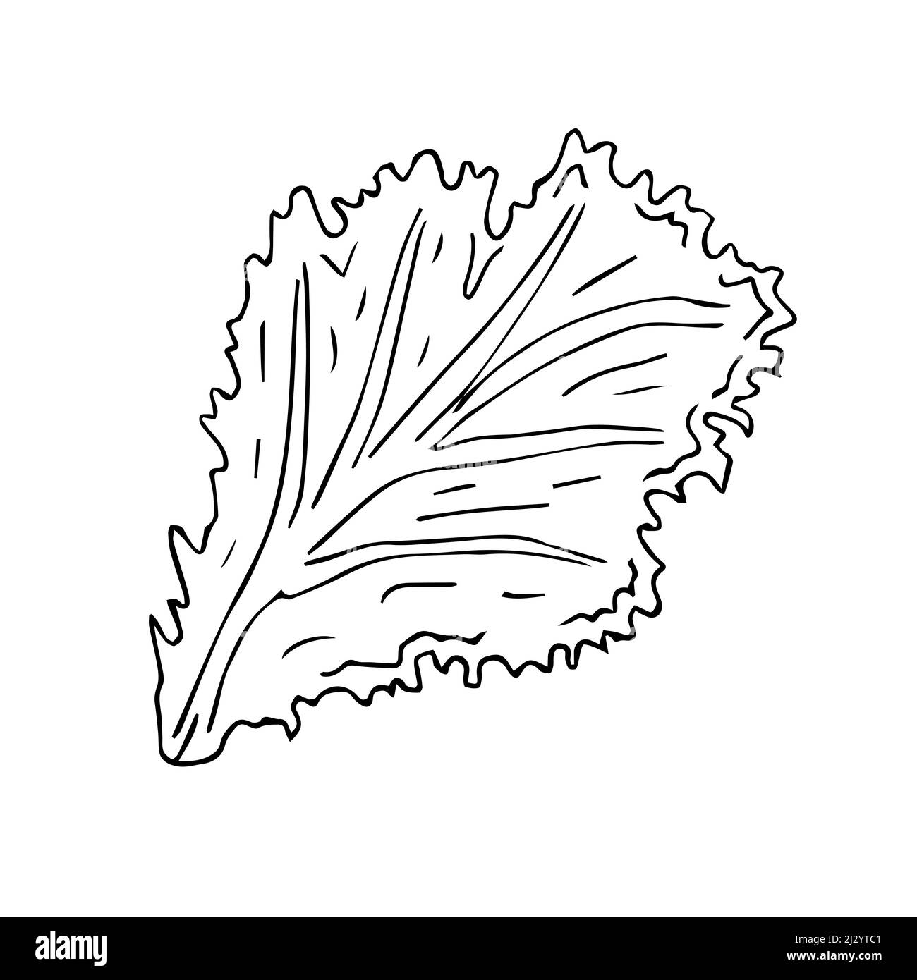 Vector hand drawn sketch doodle outline salad leaf isolated on white background Stock Vector