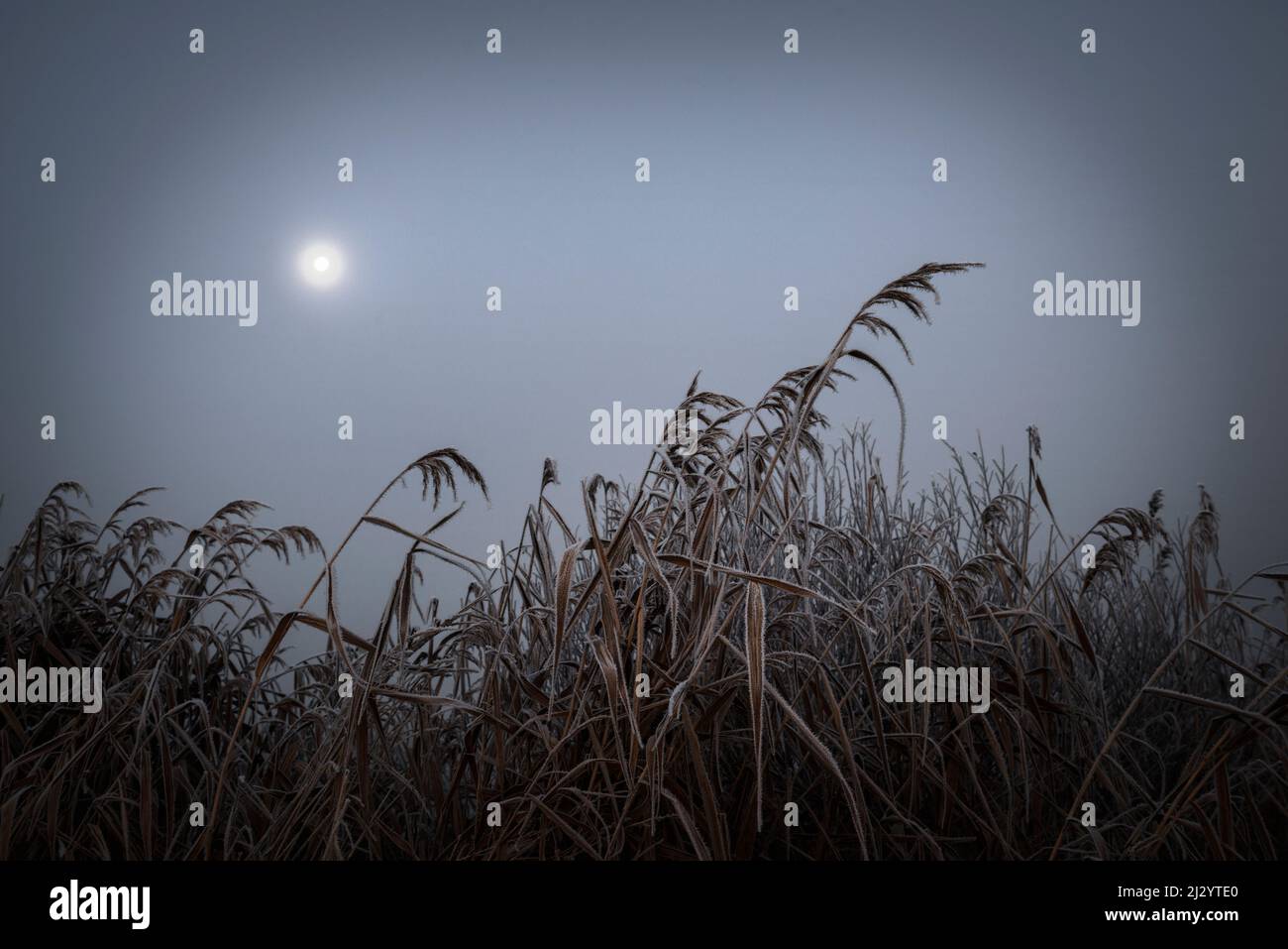 Moon over reeds in frost and fog, Etzel, East Friesland, Lower Saxony, Germany, Europe Stock Photo