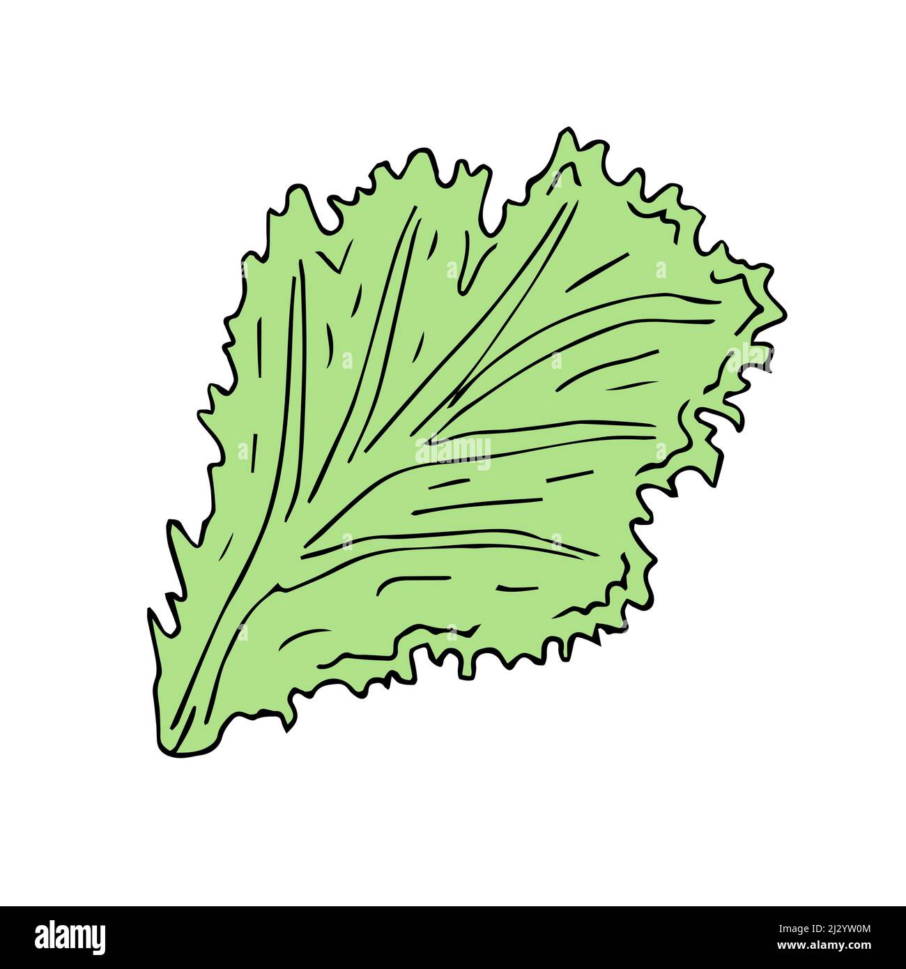 Vector hand drawn sketch doodle green salad leaf isolated on white