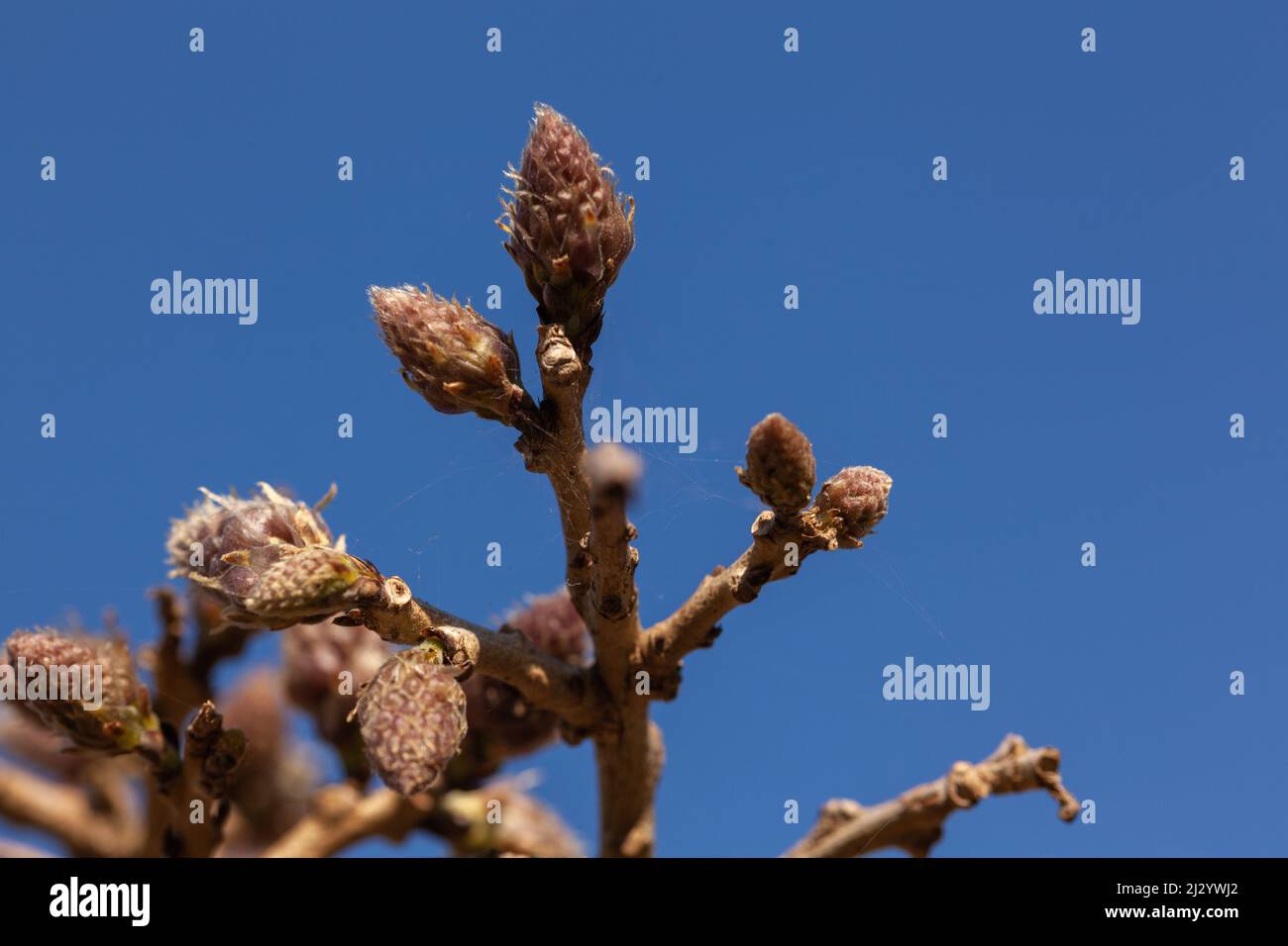A closeup shot of Wisteria Sinensis flower buds on the blue sky