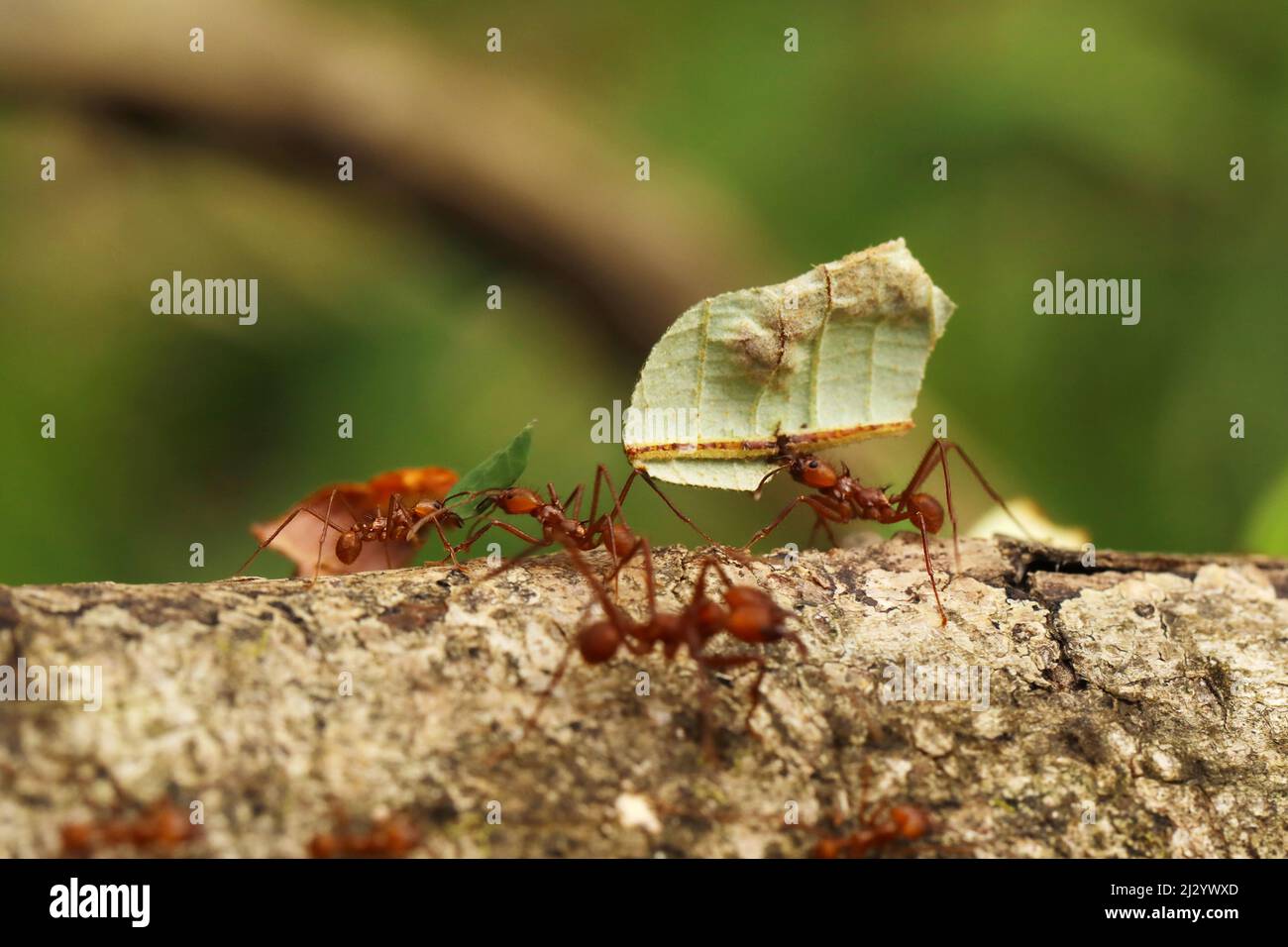 Leaf-Cutter Ant, atta sp., Adult carrying Leaf Segment to Anthill, Costa Rica Stock Photo