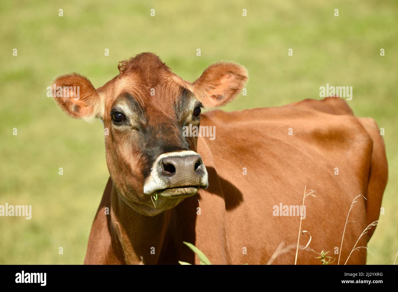 Jersey cows out on pasture or organic field, healthy reddish brown