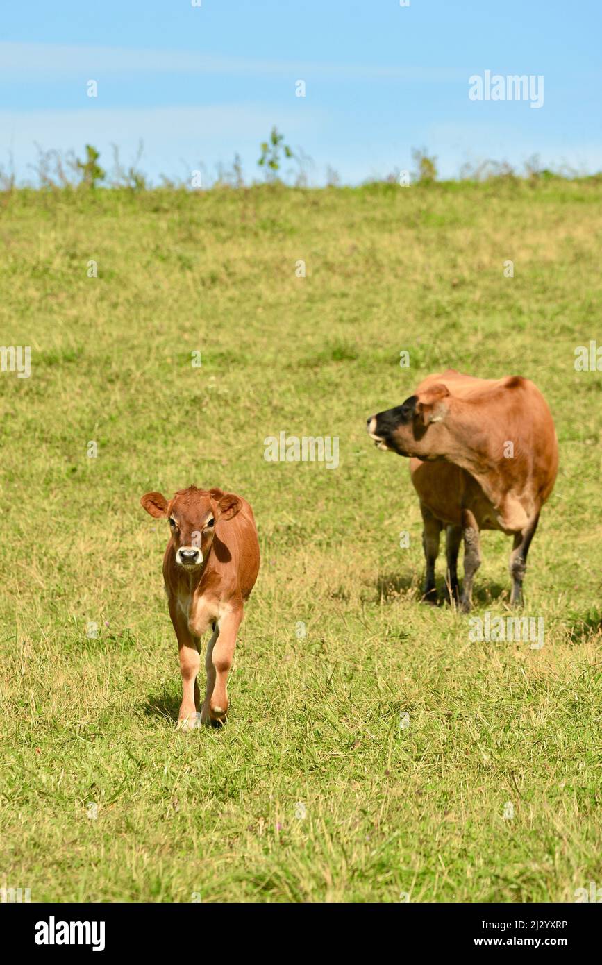 Jersey cows out on pasture or organic field, healthy reddish brown