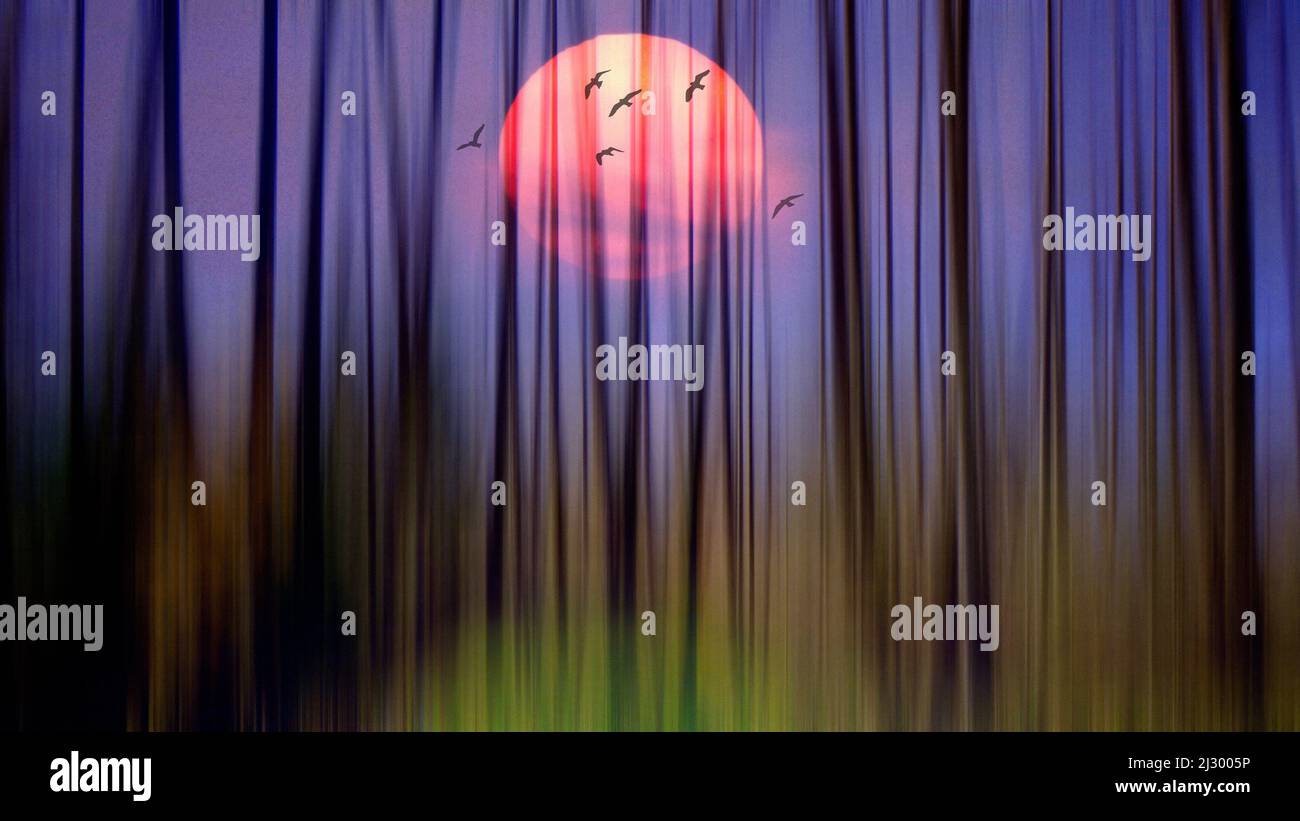 DIGITAL ART: As the Sun Sets  (big red sun with a flock of birds flying above forest scene) Stock Photo