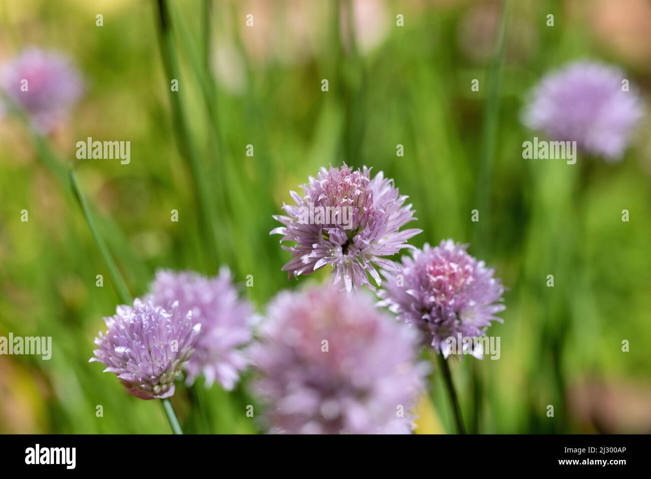 Chives with flowers Stock Photo Alamy