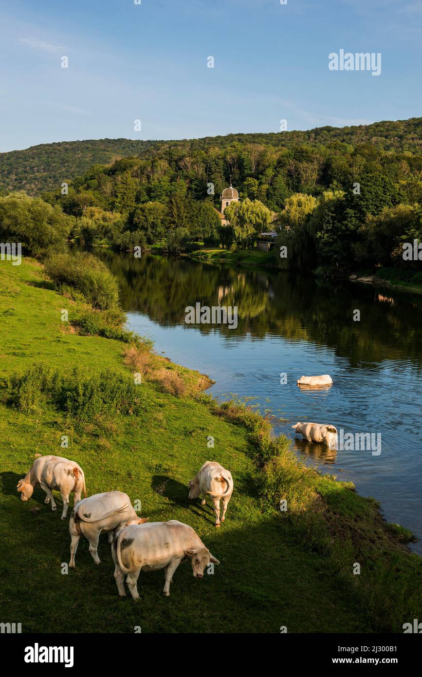 Cows by the river, Chalèze, near Besancon, Doubs, Franche-Comte, Jura, France Stock Photo