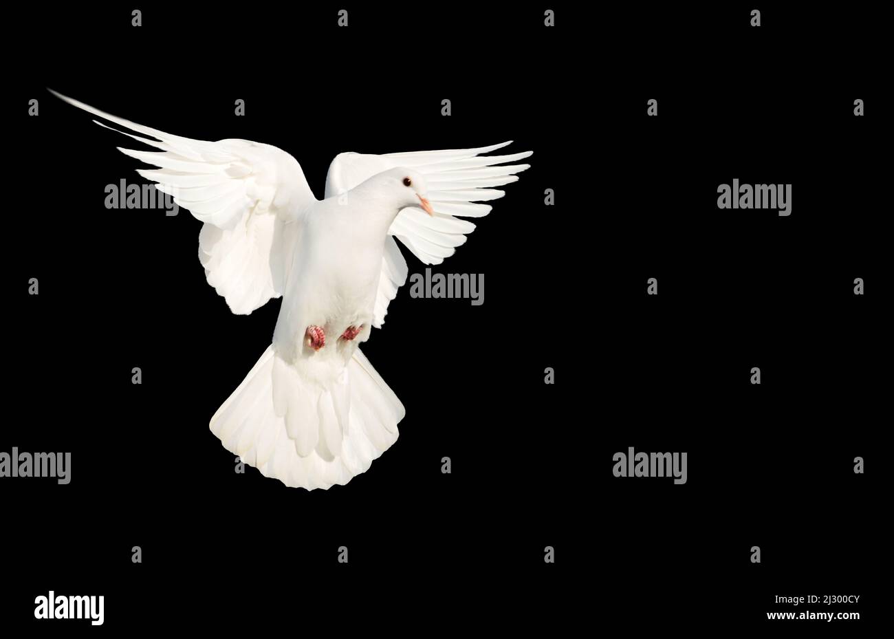 white dove flying on a black background Stock Photo
