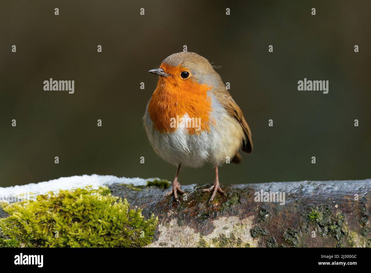 Most common garden bird Robin Stock Photo