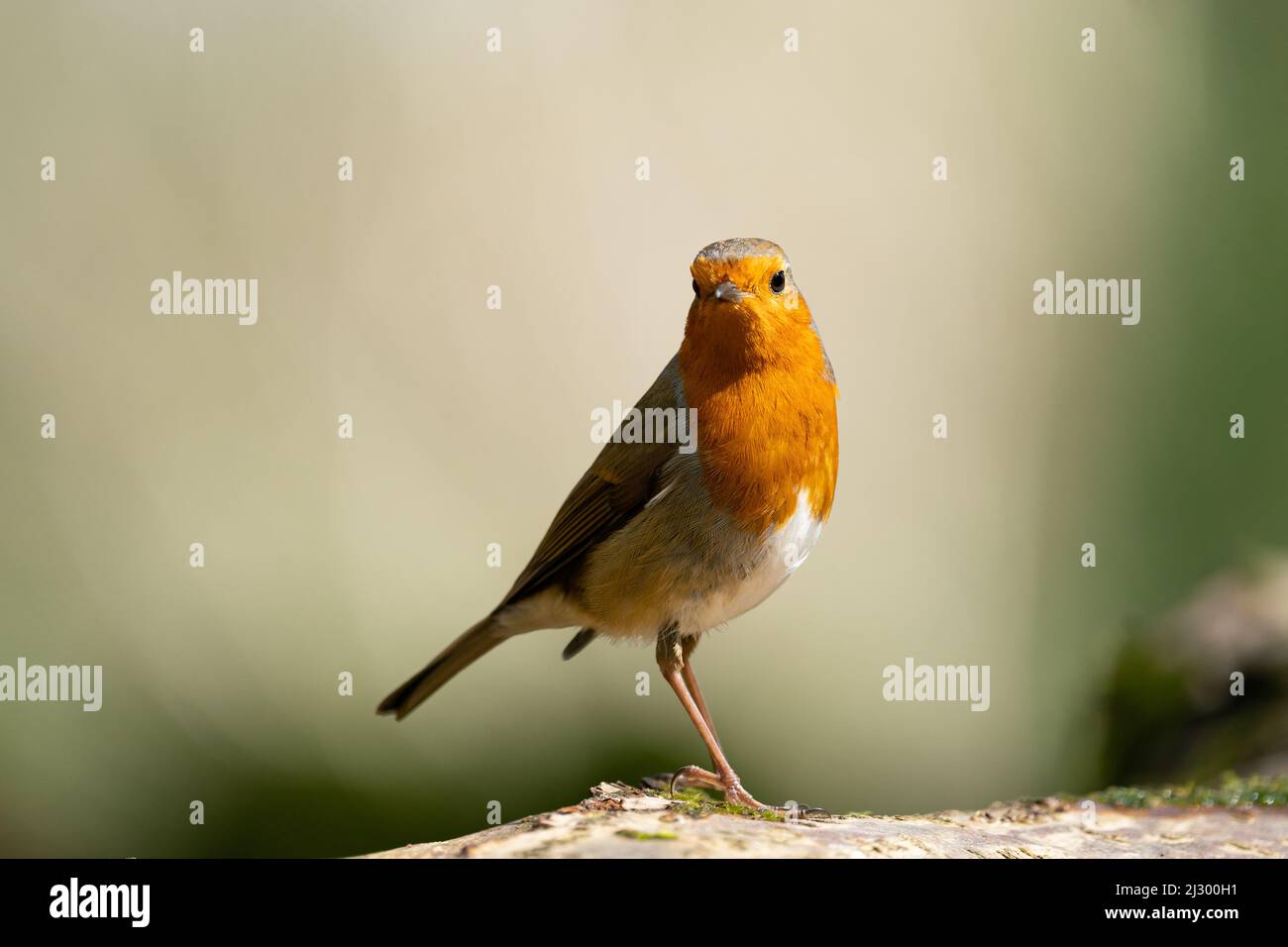Most common garden bird Robin Stock Photo