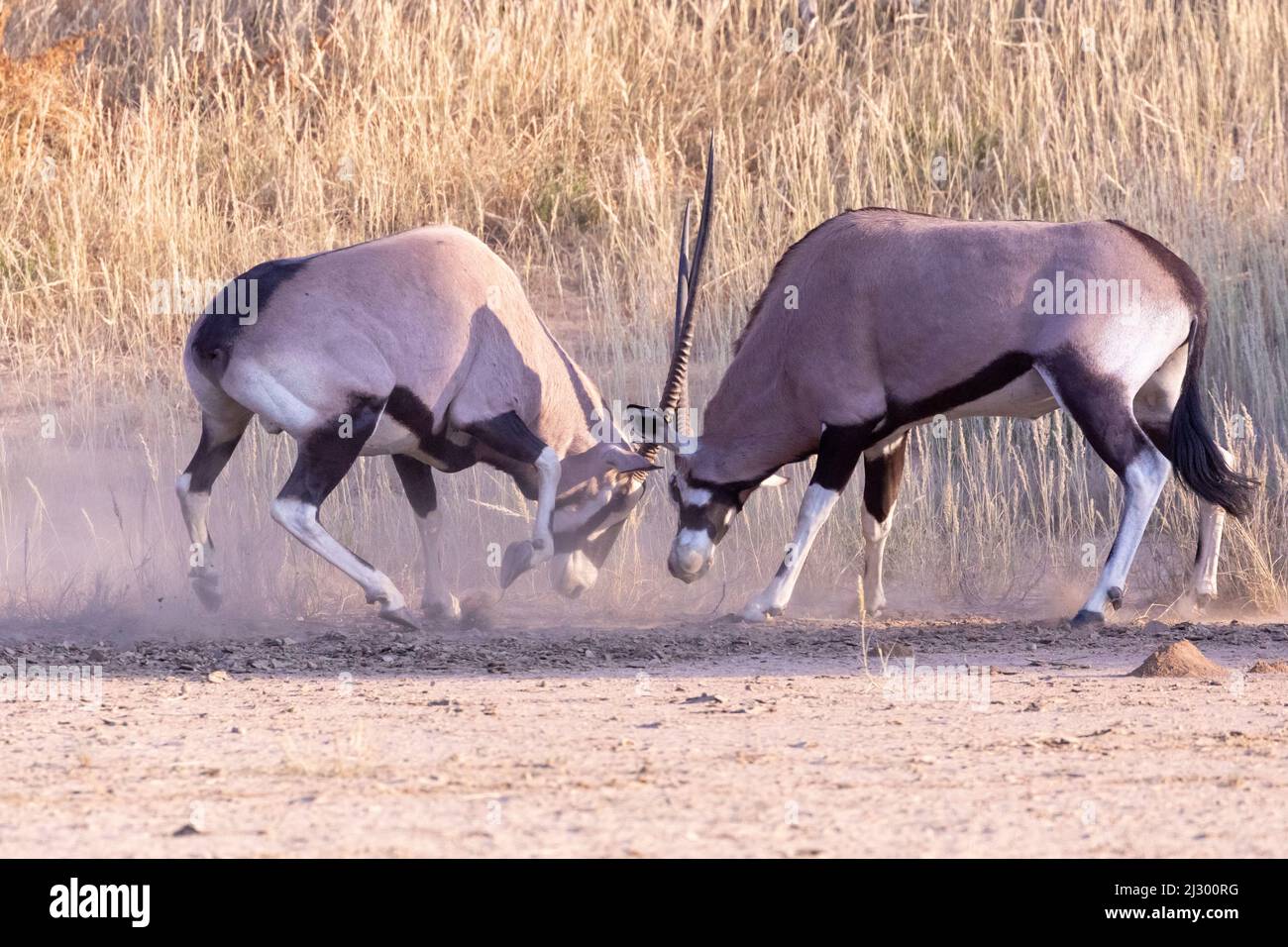 Gemsbok / African Oryx (Oryx gazella) fighting for dominance locking horns at dawn, Kgalagadi Transfrontier Park, Kalahari, Northern Cape, South Afric Stock Photo