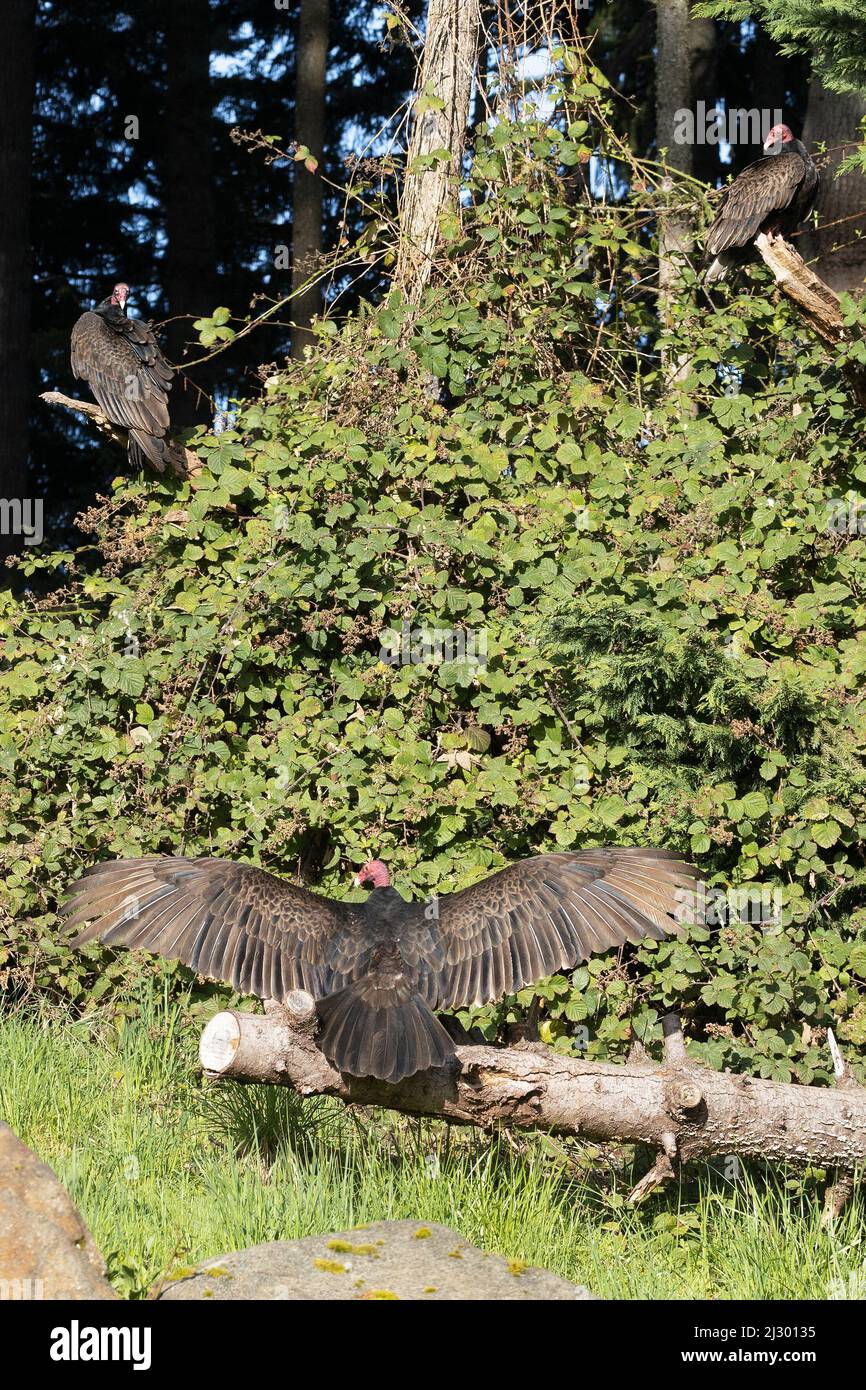 Three turkey vultures, one with wings spread, perched on branches in