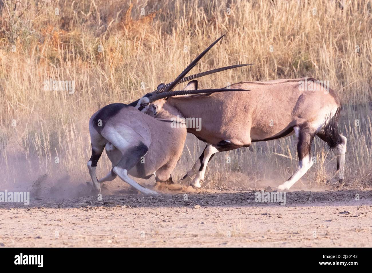 Gemsbok / African Oryx (Oryx gazella) fighting for dominance locking horns at dawn, Kgalagadi Transfrontier Park, Kalahari, Northern Cape, South Afric Stock Photo