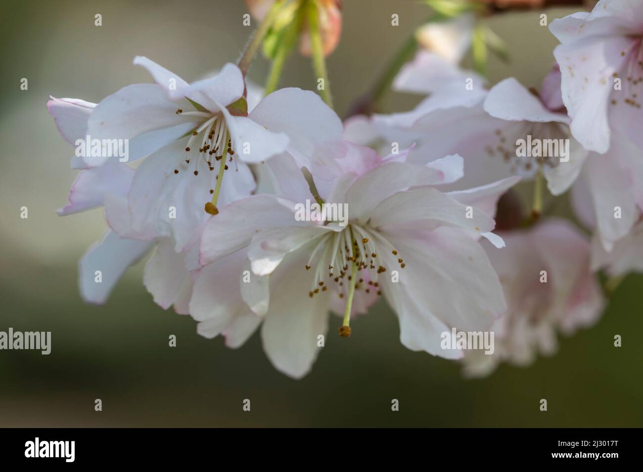 Closeup Cherry blossom flowers. Soft pink white petals blooming during Spring. Prunus serrulata 'Flore Pleno' of family 'Rosaceae'. Dublin. Ireland Stock Photo