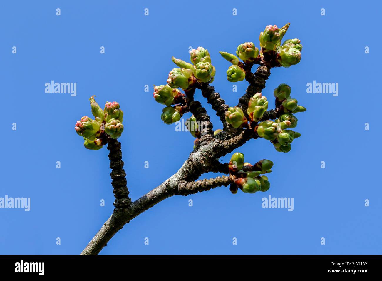 Spring green buds on Cherry blossom tree branch, macro closeup sprouting flowers. Prunus serrulata 'Flore Pleno' of family 'Rosaceae'. Dublin. Ireland Stock Photo