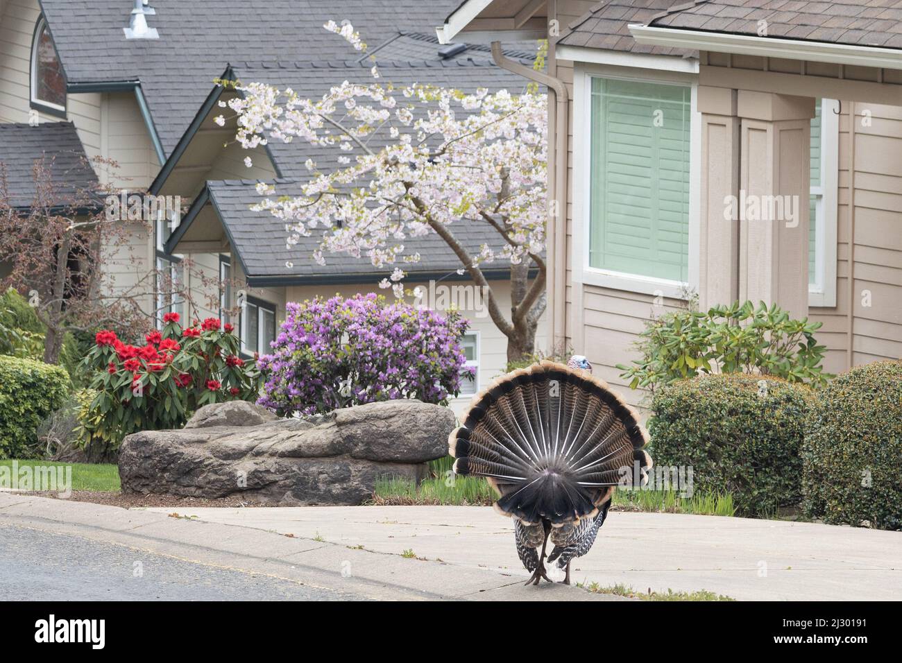 A male wild turkey puffed up and strutting in a suburban neighborhood in Eugene, Oregon, USA. Stock Photo