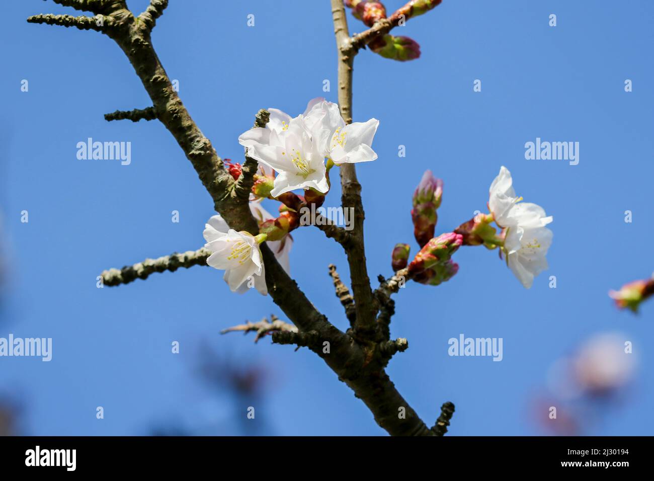 Closeup of Spring buds, fresh blossom budding on branch of 'Spreading Plum' tree (Prunus divaricata). Blue sky. Dublin, Ireland Stock Photo