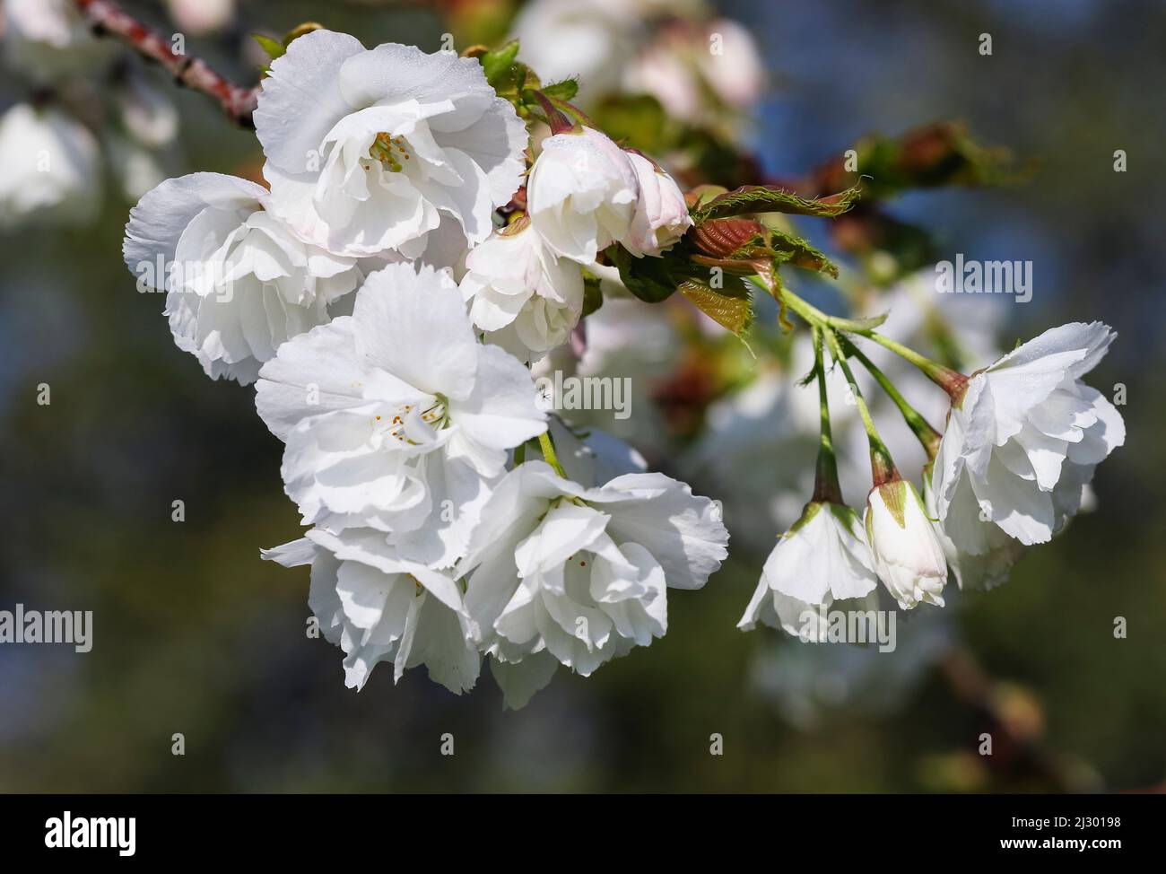 Pretty white Spring blossoms flowers of 'Spreading Plum' tree (Prunus divaricata) blooming during Spring. Closeup. Blue sky. Dublin, Ireland Stock Photo