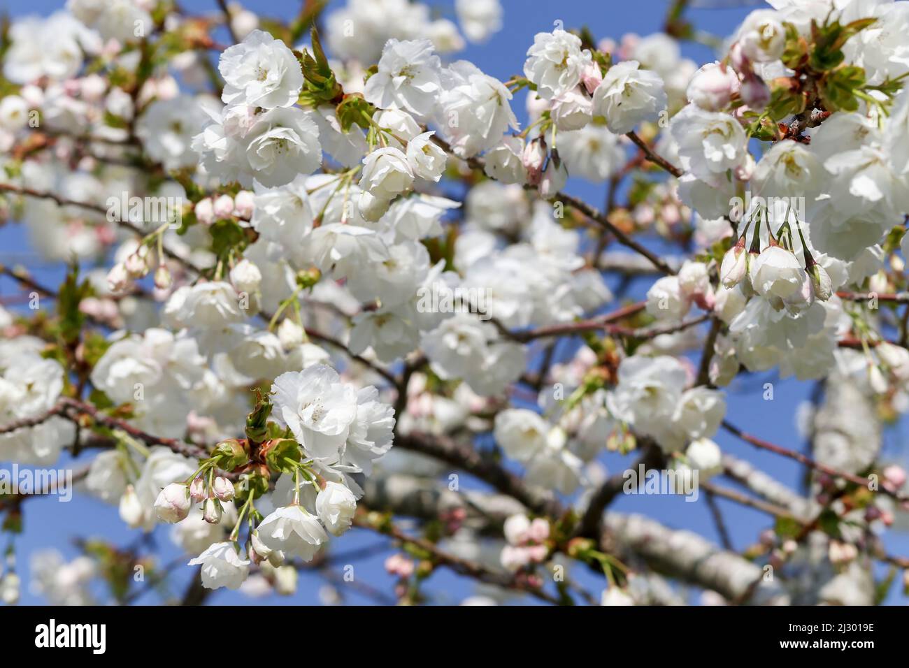 'Spreading Plum' tree (Prunus divaricata) in blossom with beautiful pink white flowers blooming during Spring Sakaru season. Blue sky. Dublin, Ireland Stock Photo