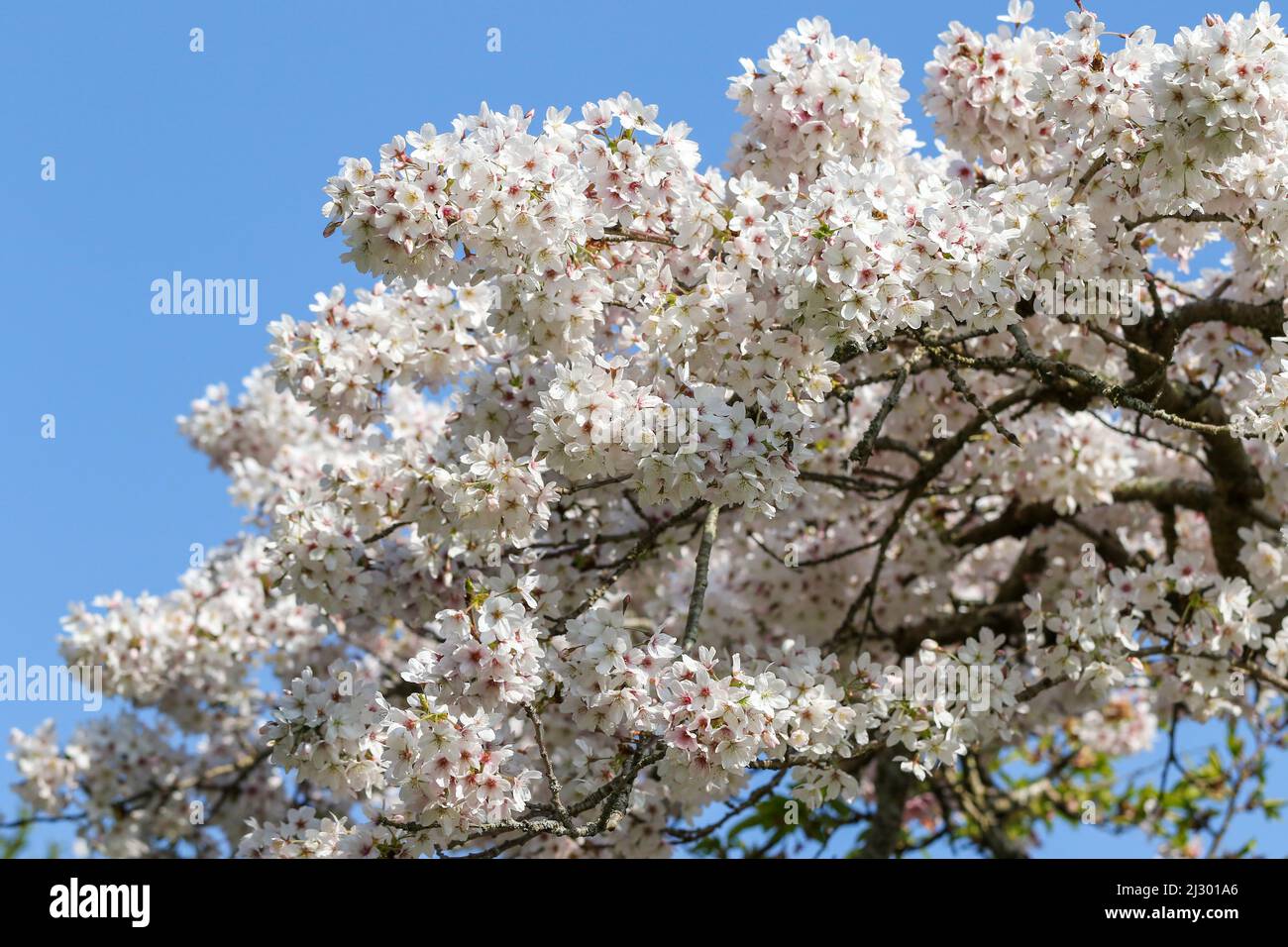 'Spreading Plum' tree  (Prunus divaricata) in blossom during Spring Sakaru season. Beautiful pink white plum blossoms on branches. Dublin, Ireland Stock Photo