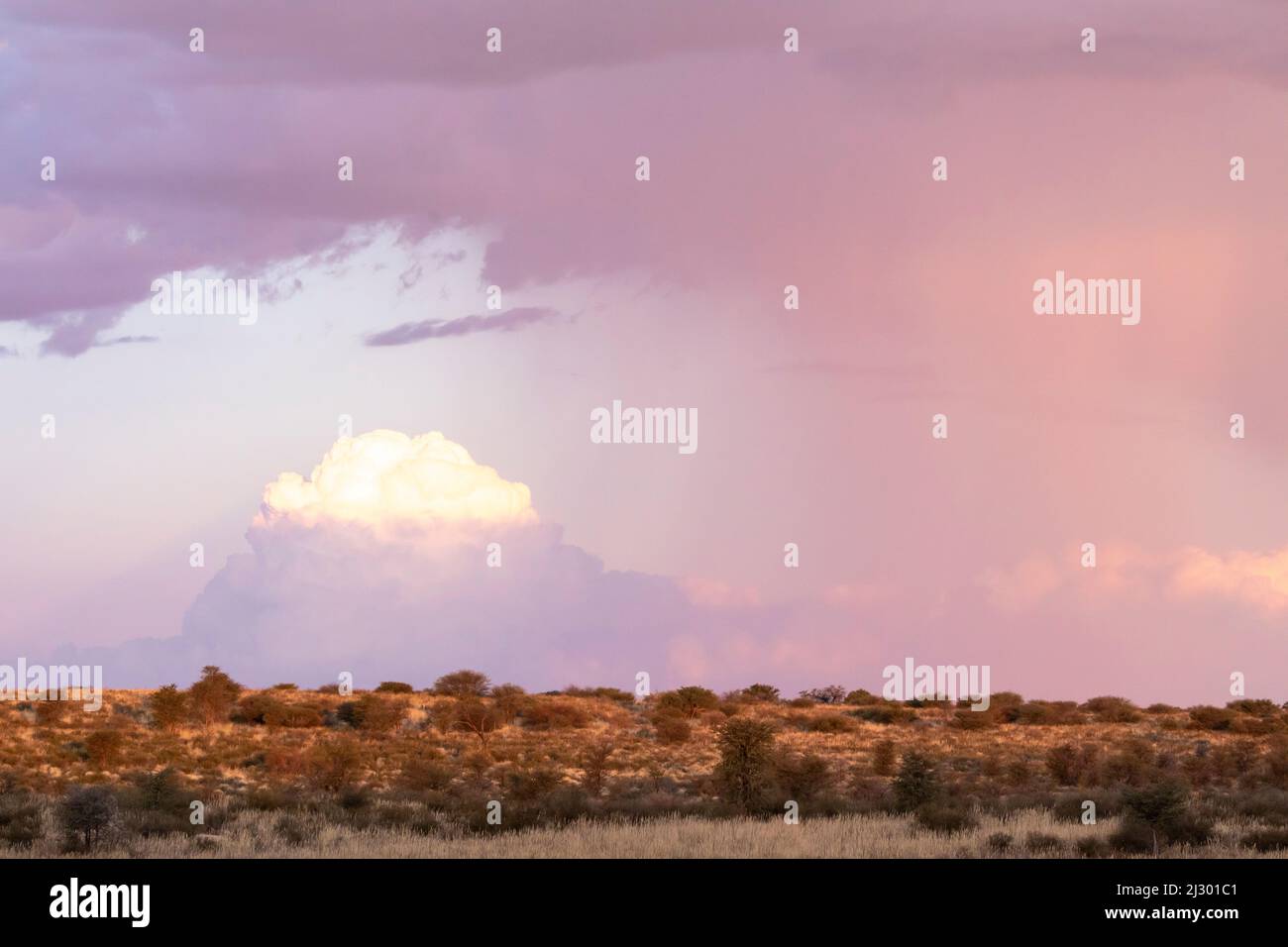 Kgalagadi Transfrontier Park landscape in evening light after a storm during the wet season in summer, Kalahari, Northern Cape, South Africa Stock Photo