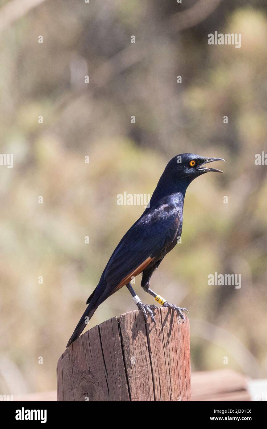 Pale-winged Starling (Onychognathus nabouroup) Augrabies, Northern Cape, South Africa. This bird has been ringed in a catch and release program Stock Photo