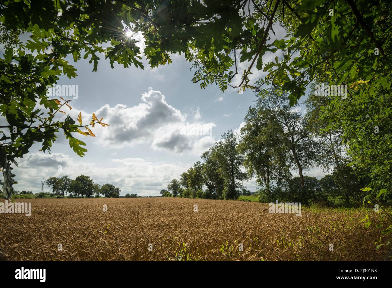 Grain field near Marx, East Friesland, Lower Saxony, Germany, Europe Stock Photo