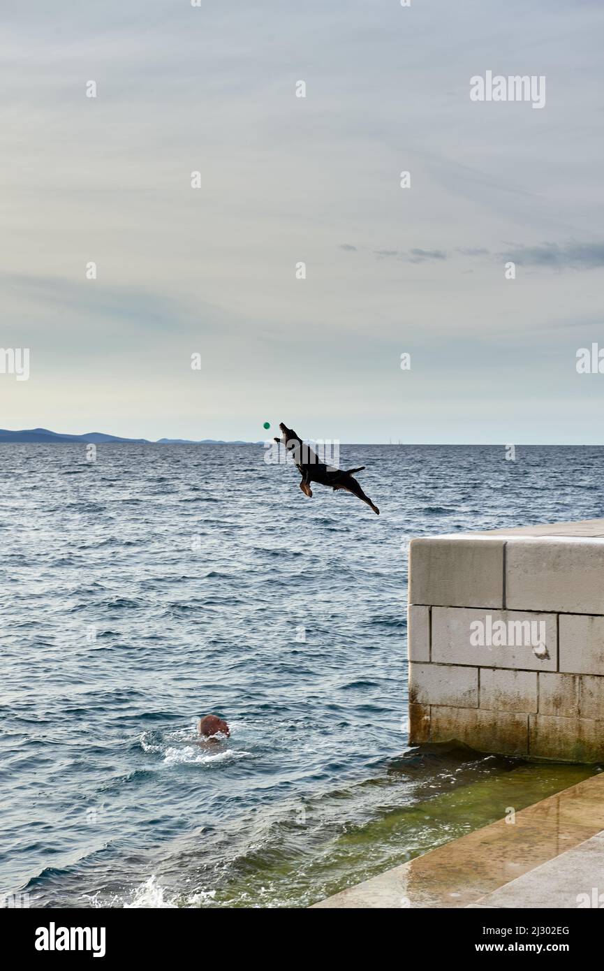 A dog jumps into the water and catches a ball thrown at him, Zadar, Croatia, Europe, Stock Photo