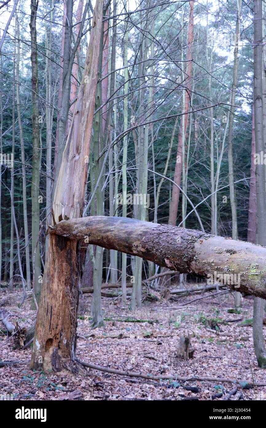 Windbruch - gebrochener Stamm einer Kiefer ist mit Farbe bemalt, Nordrhein-Westfalen, Deutschland, Brühl Stock Photo