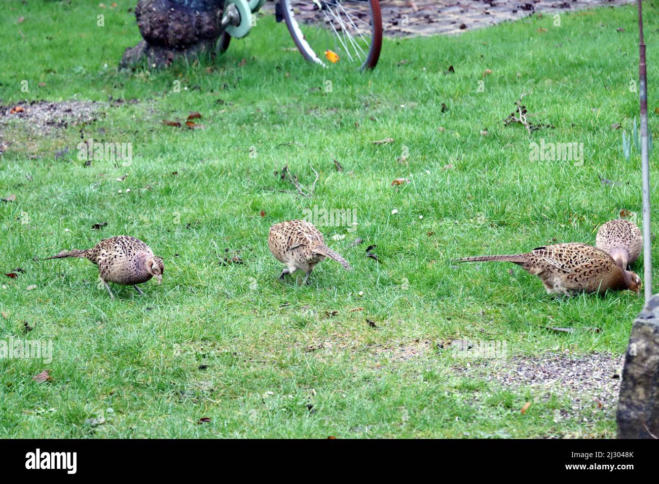 Weiblicher garten hires stock photography and images Alamy