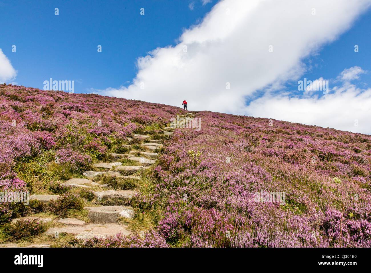 Ryvoan Walk, Meall a &#39;Bhuachaille, footpath with stone steps, bright purple, pink, flowering heather, Glenmore Forest Park, Cairngorms National Park, Scotland, UK Stock Photo