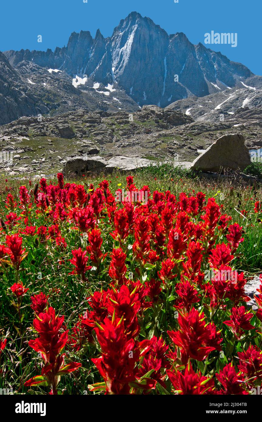 Mt. Harrower above Indian Paintbrush, Wind River Range, Wyoming Stock Photo