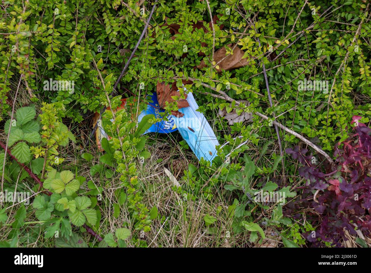 Blue covid-19 / pandemic face mask dumped / littering Stock Photo