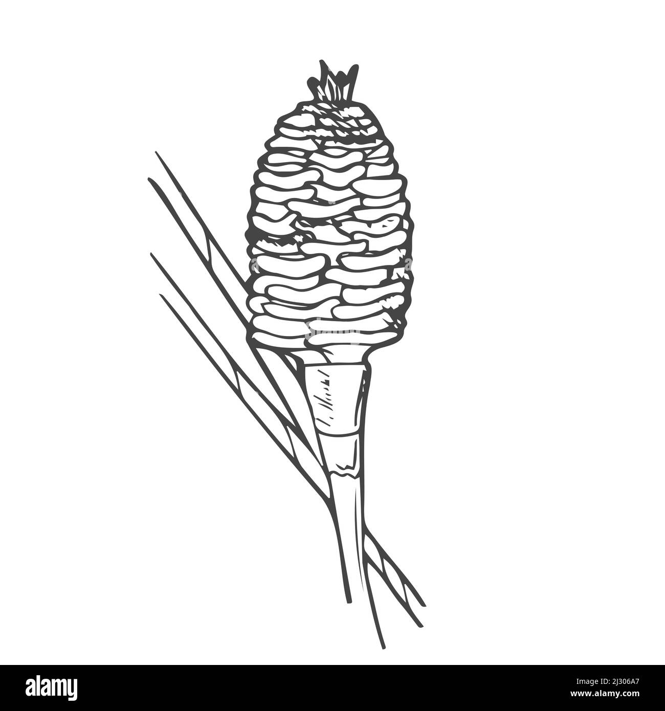 Torch ginger vector vectors Stock Vector Images Alamy