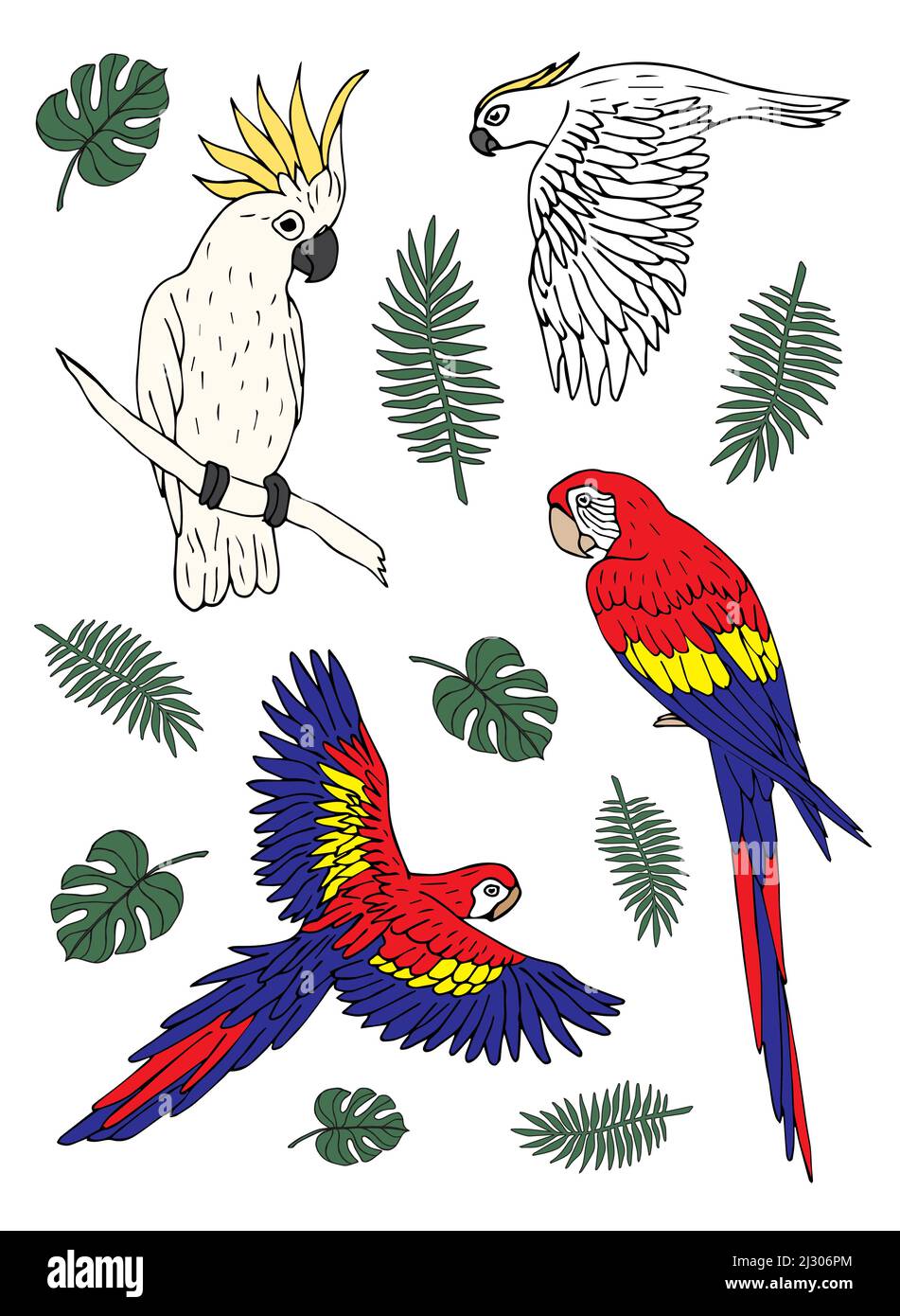 Vector set bundle of hand drawn doodle sketch colored different parrots ...