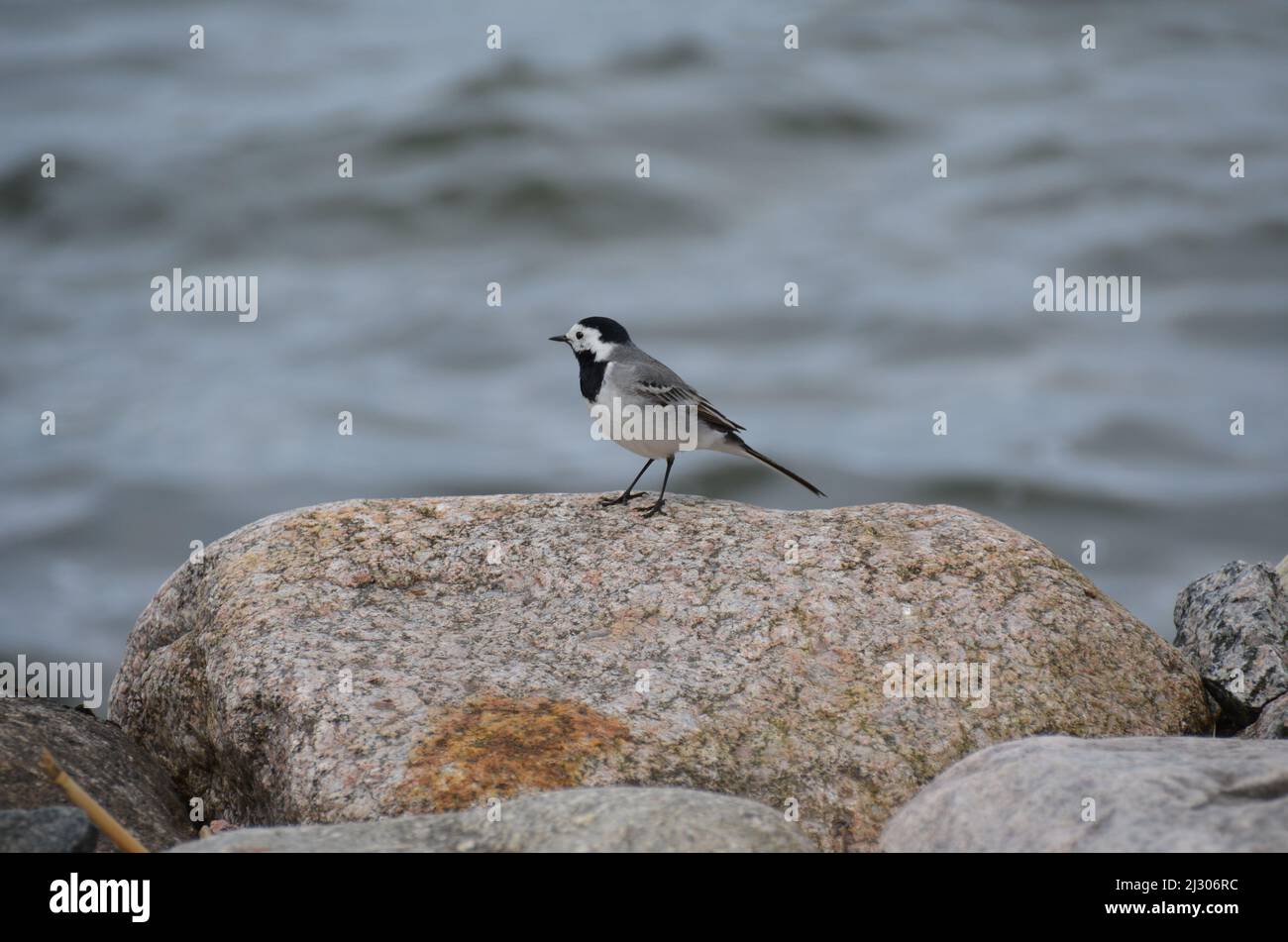 Cute little white wagtail Stock Photo