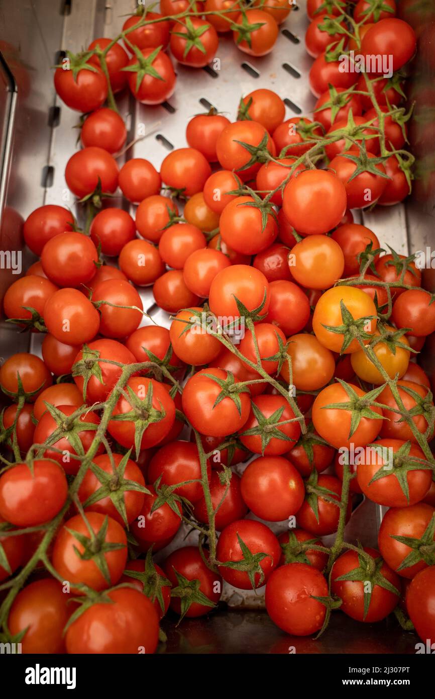 Large and small red vine tomatos displayed side by side in boxes at a grocery store. Stock Photo