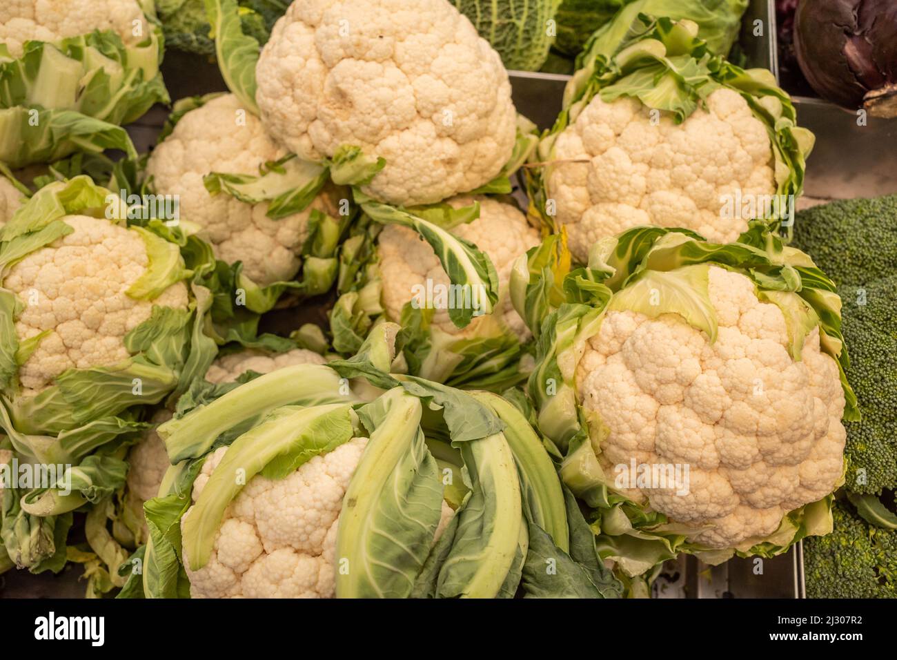 A display of white cauliflowers in a box at a grocery store. Stock Photo