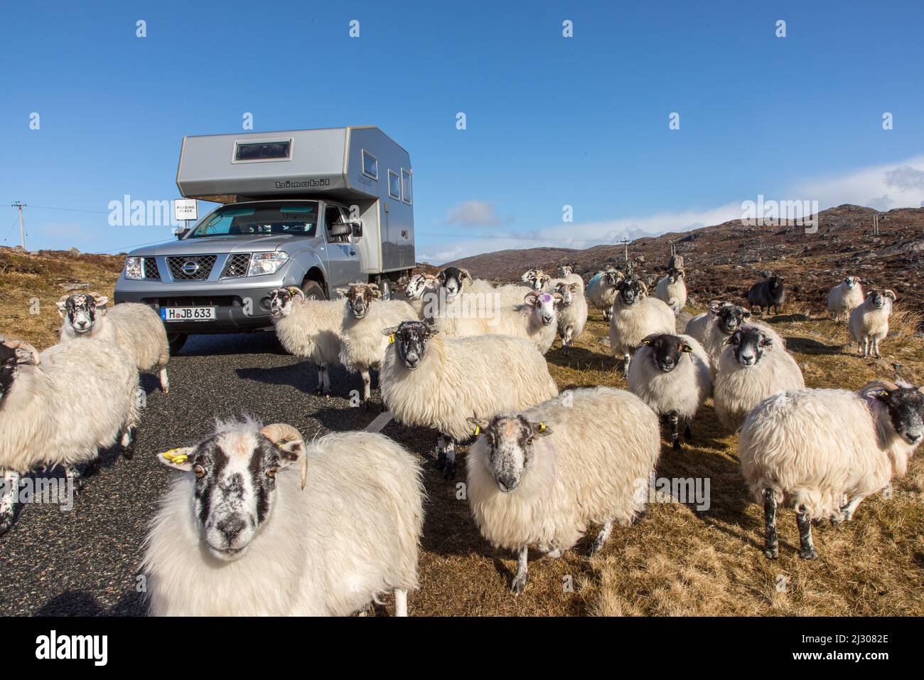 Sheep in front of camper, motorhome, four wheel drive bimobile, Golden Road, Isle of Harris, Outer Hebrides, Scotland UK Stock Photo