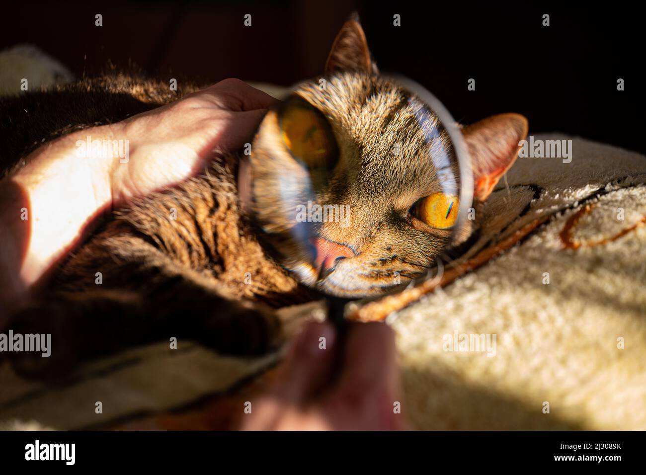 Grey tabby cat with yellow eyes through a magnifying glass Stock Photo