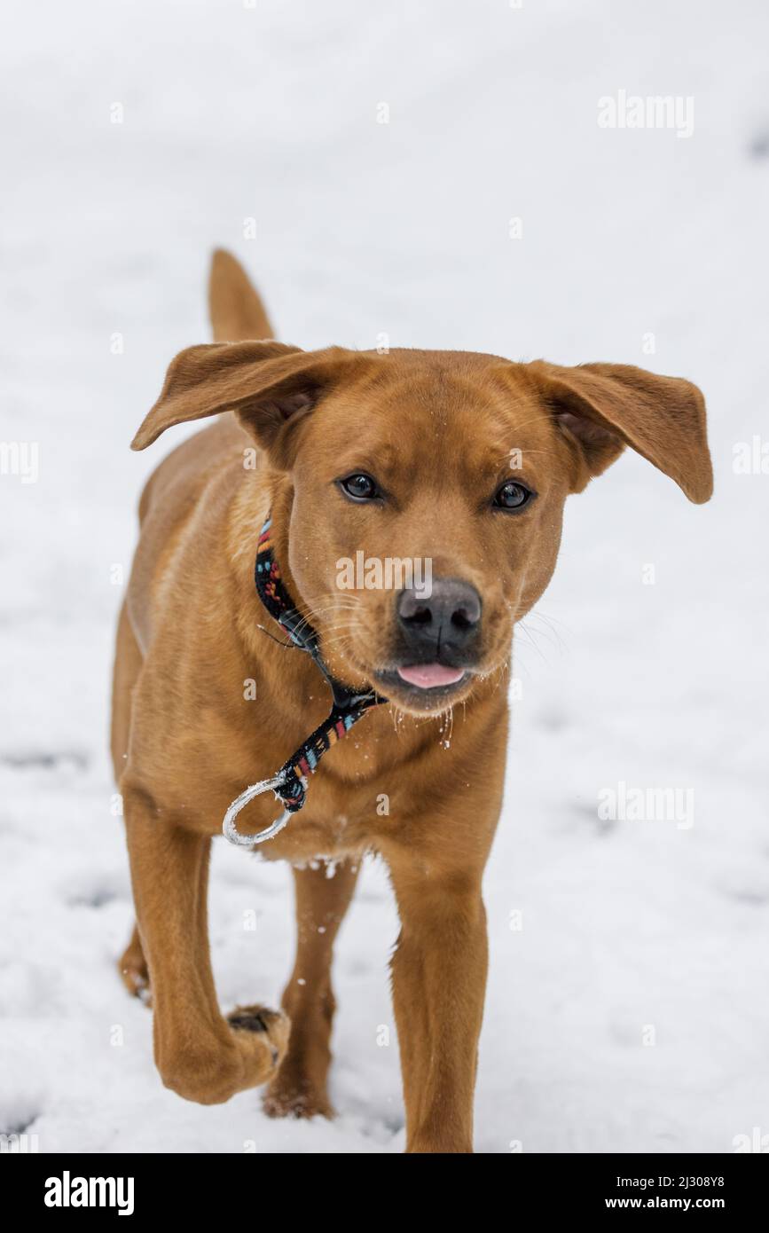 brown labrador retriever dog running in deep snow in swiss winter Stock