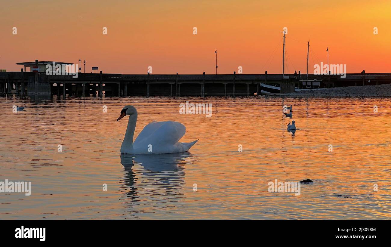 A beautiful swan swimming in the lake during the sunset Stock Photo - Alamy